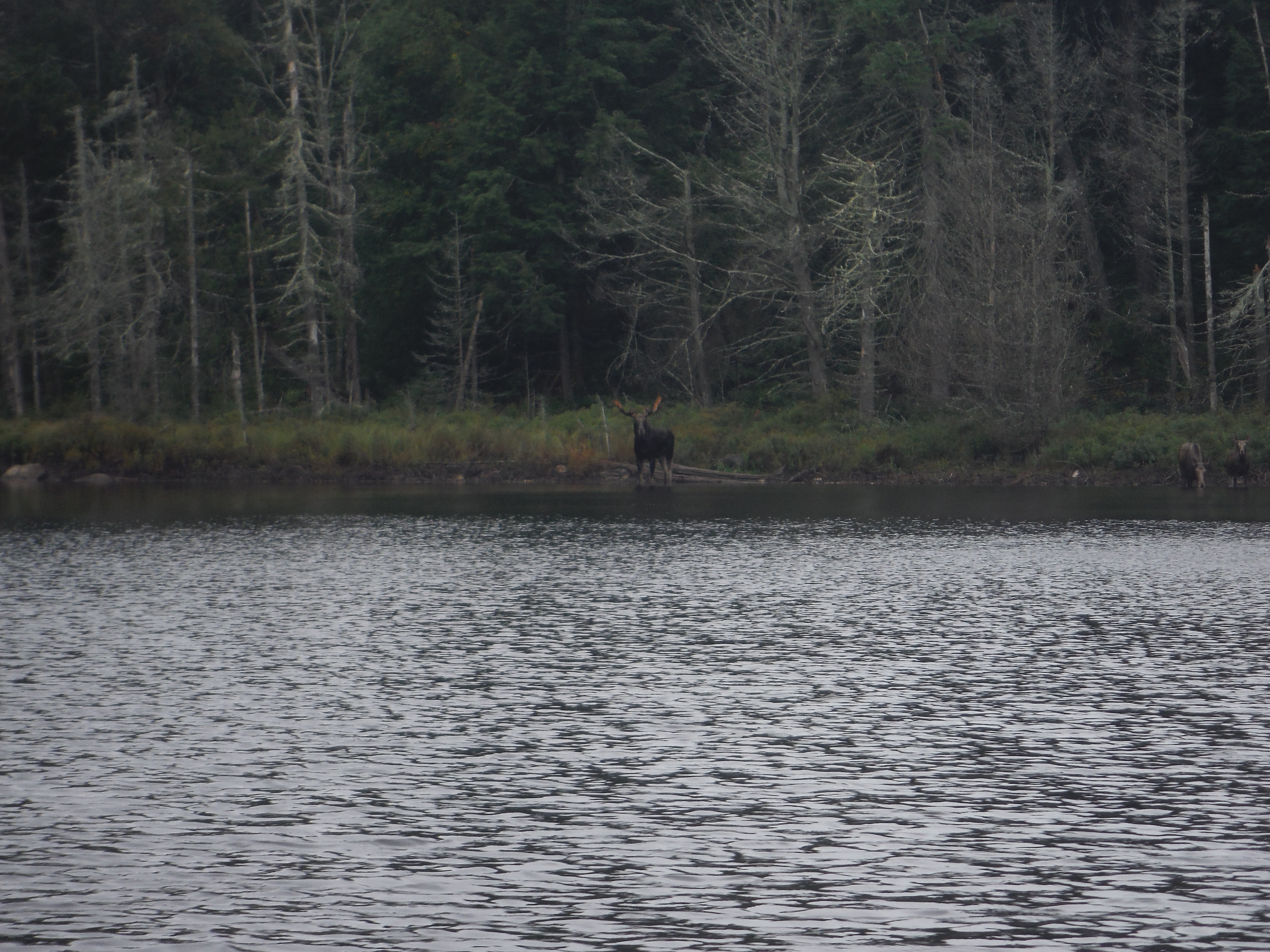 Moose on Queer Lake - Algonquin Park