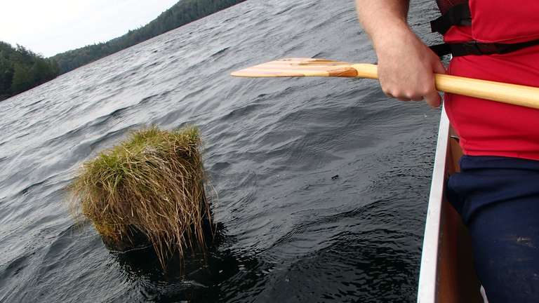 Grass on log - Daisy Lake