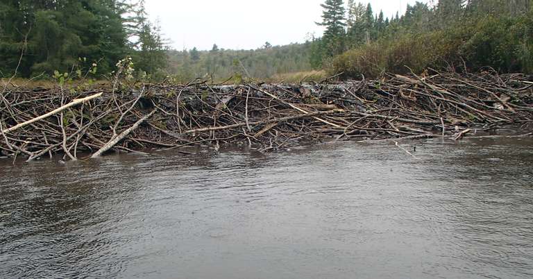 Beaver dam on Petawawa River