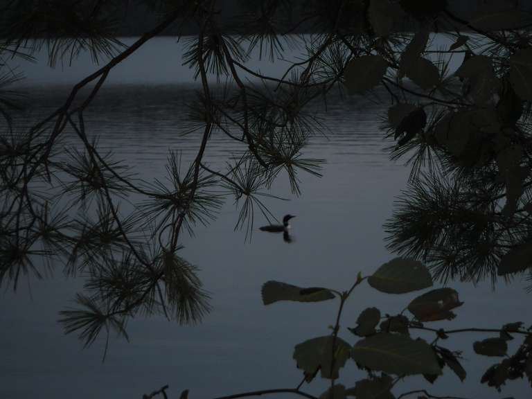 Loon on Big Trout Lake, Algonquin Park