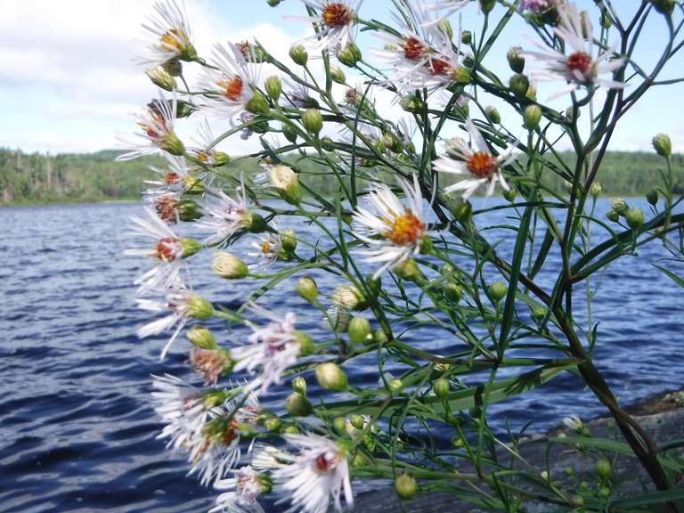 Flowers on campsite - Catflish Lake