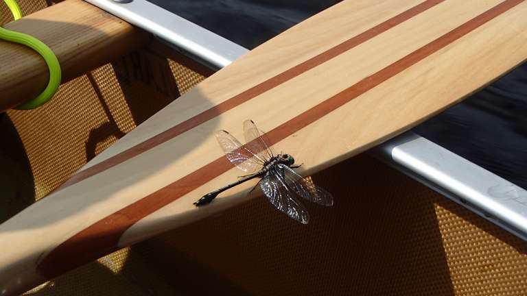 Dragonfly and paddle - Hogan Lake - Algonquin Park
