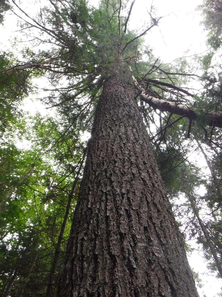 Large white pine on White Pines Trail - Algonquin Park