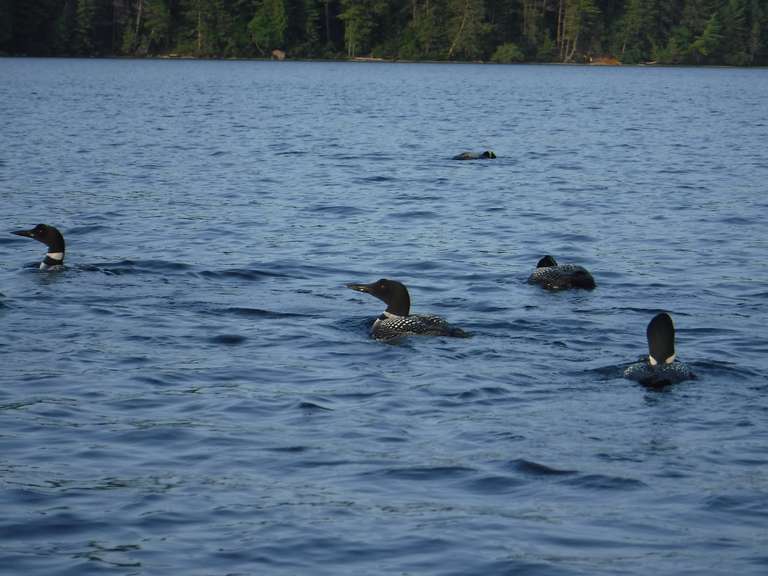 Loons on Booth Lake