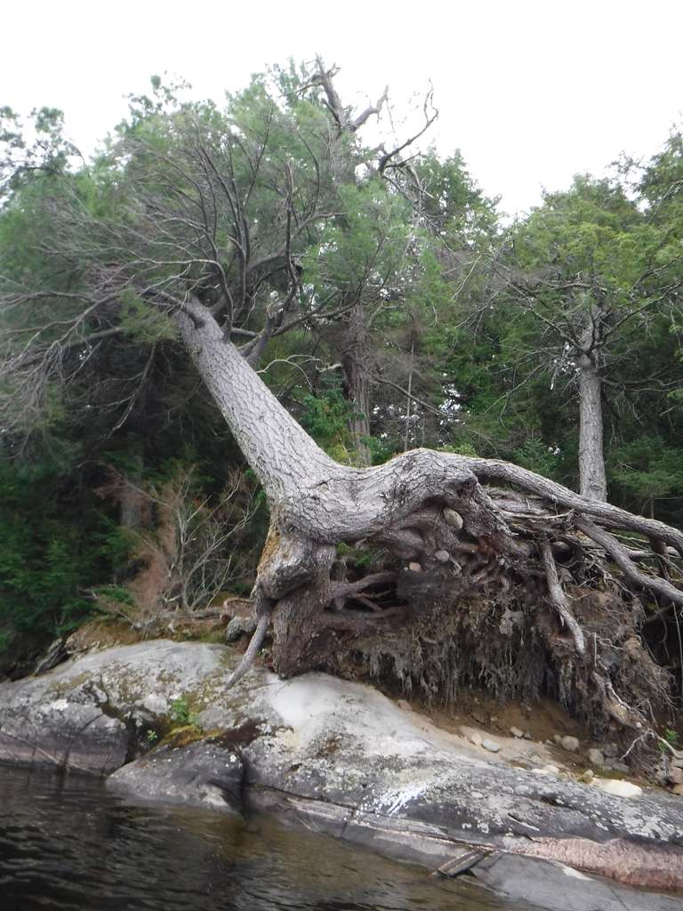 Uprooted tree on Opeongo Lake
