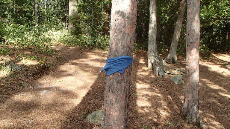 Wind pinning wash cloth to a tree