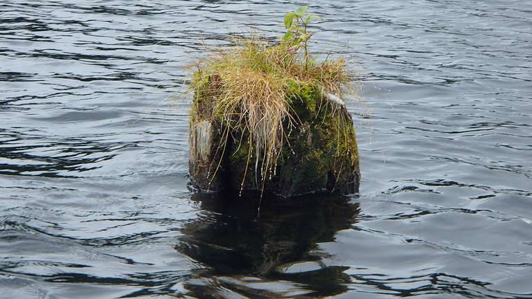 Log with grass - Daisy Lake
