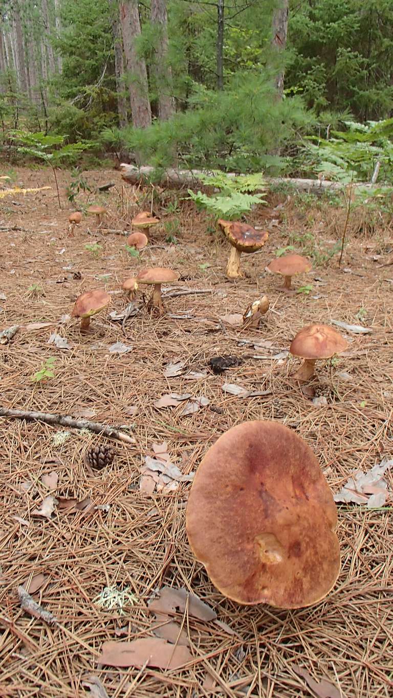 Mushrooms on North Branch Lake campsite