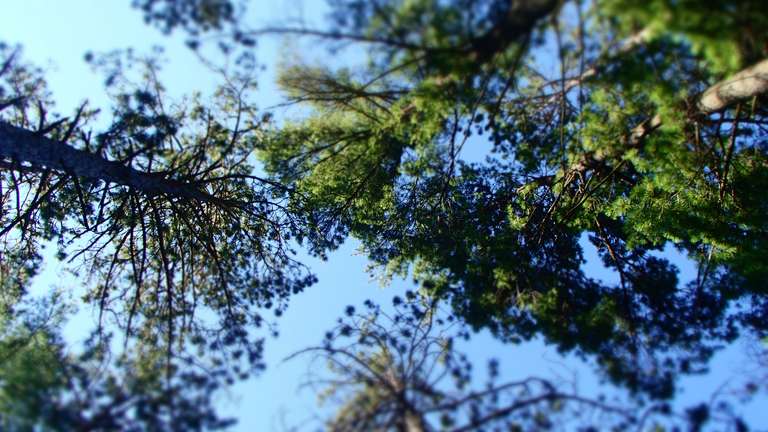 Looking up on our campsite on Green Leaf Lake